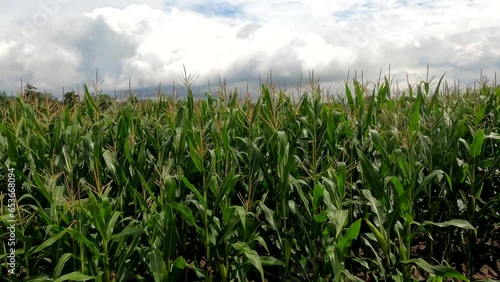 Corn field on a windy blustery day with overcast rain clouds