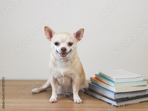 brown chihuahua dog sitting  with stack of books and on wooden table and white background with copy space, smiling and looking at camera. © Phuttharak