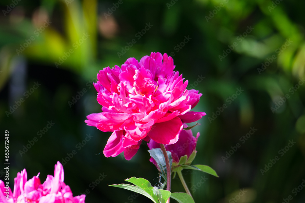 Pivoines dans un jardin en été. Pivoines dans un jardin en été.