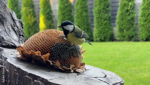 A tit pecking seeds from a sunflower flower. A bird in the garden sits on a stump and eats food. Little yellow tits, close-up.