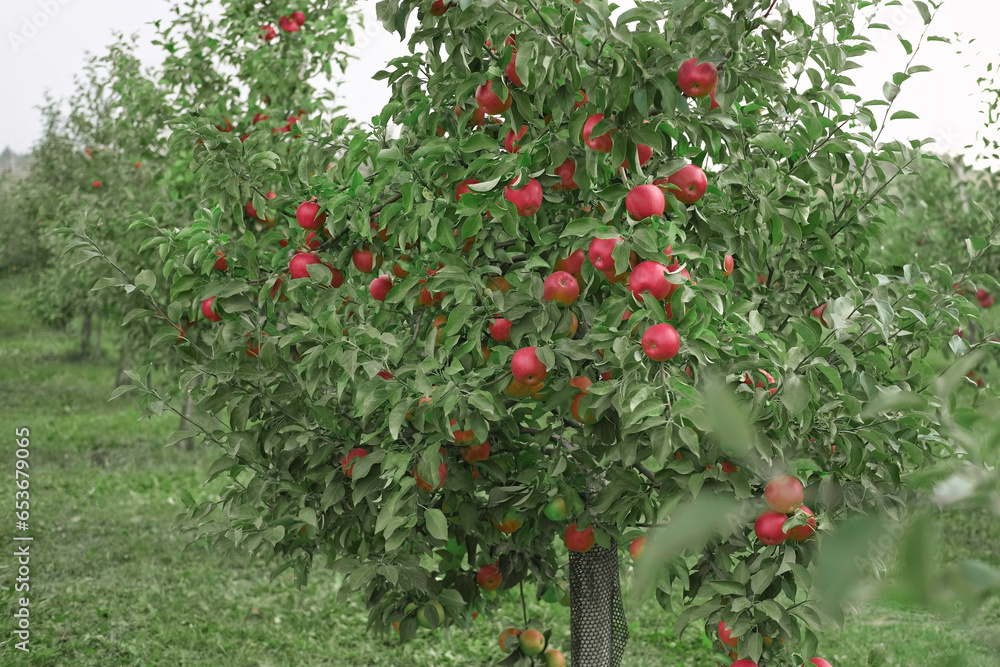 Obraz premium Ripe Apples in the Apple Orchard before Harvesting. Big Red delicious Apples Hanging from Tree Branch in the Fruit Garden. Fall Harvest. Picture of Autumnal Apple. Autumn Cloudy Day, Soft Shadow. Bio