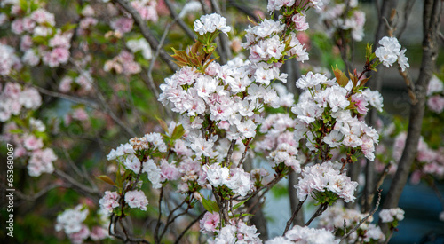 Group of beautiful white flowers in garden.
