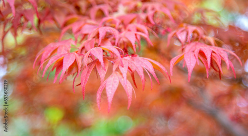 Red maple leaves on blur background.