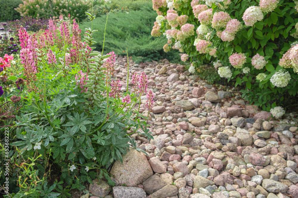Hydrangea paniculata and conifer. Beautiful Garden path made of natural ...