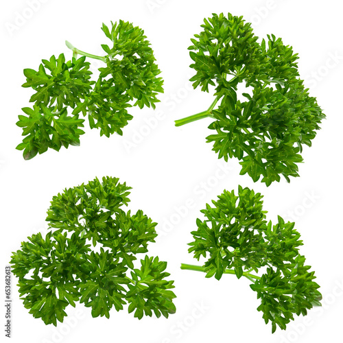 Sprigs of young parsley isolated on a transparent background PNG