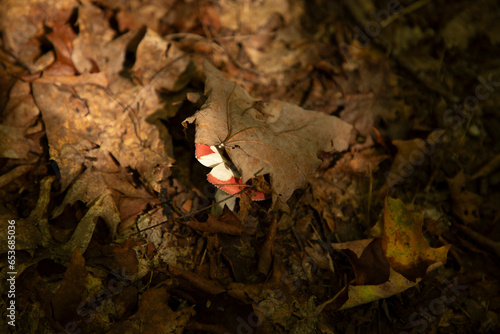 Beechwood Sickener Russula Mushroom emerges from under dead leaves