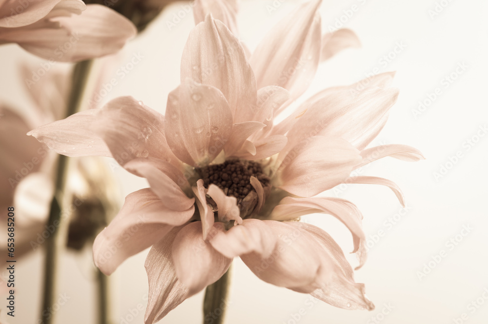 Obraz premium Extreme close up of beautiful white flower. Vintage style photo of flower.