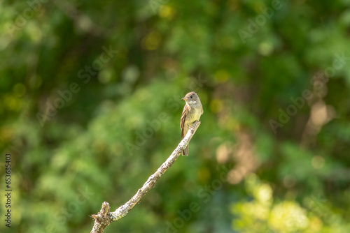 Acadian Flycatcher perched on a dead tree branch in the marsh