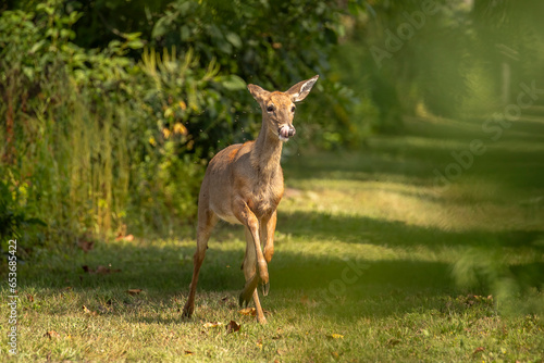 Young White-tailed Deer runs across the trail