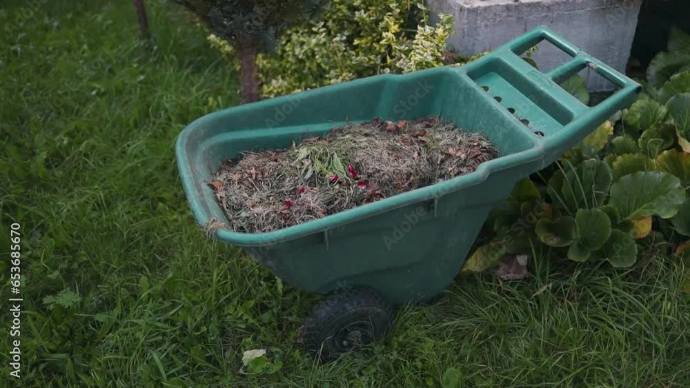 Wheelbarrow with fresh load of mowed grass on the lawn. Collecting natural compost in barrow for field and food for stall. High quality FullHD footage Wheelbarrow with fresh load of mowed grass on the lawn. Collecting natural compost in barrow for field and food for stall. High quality FullHD footage