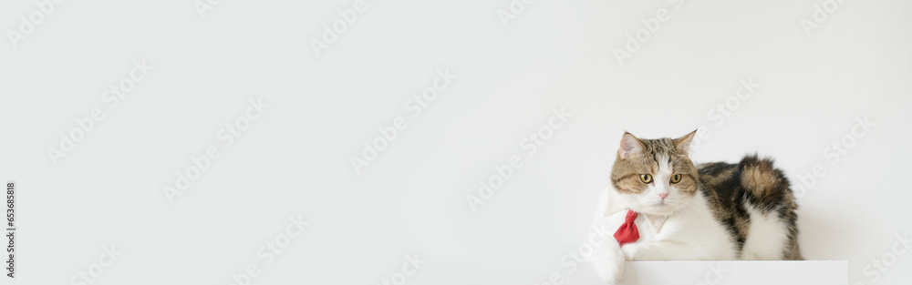 web banner business concept with tabby scottish cat costume with necktie during sit on white table