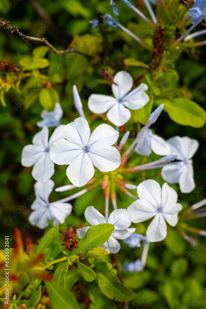White flowers in the garden. White flowers in the garden.