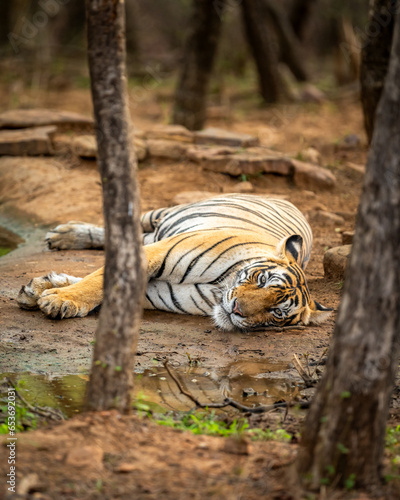 wild female bengal tiger or panthera tigris close up with eye contact resting in her territory near waterhole to cool body in morning safari at ranthambore national park forest reserve rajasthan india photo