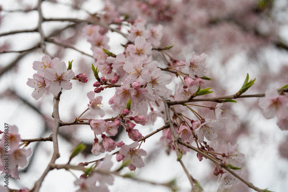 春の風景。公園に咲いてるしだれ桜のクローズアップ。