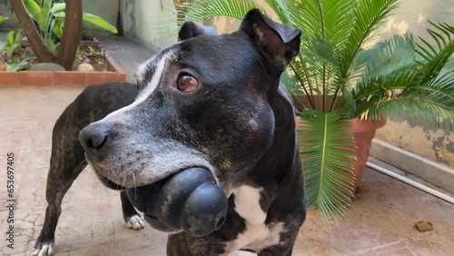 pitbull terrier dog playing happily biting his toy