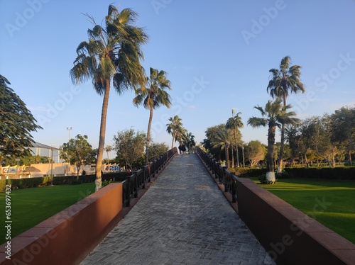 palm trees on the street