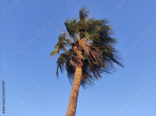 palm tree against blue sky