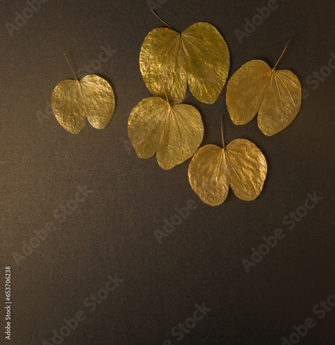 Metallic golden Apta leaves called ‘sonpatta’ which is offered to each other on the occasion of Dussehara celebration. Beautiful gold leaves on dark background for Dussehra festive background.