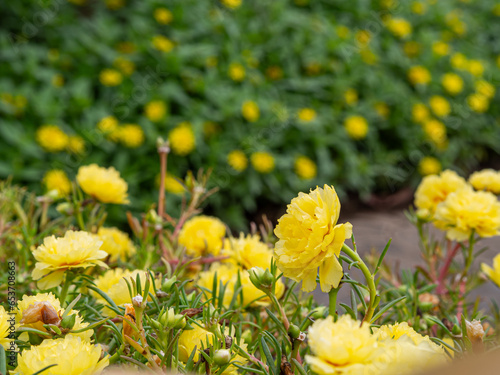 Beautiful flowers in the garden close up. © Gassenee