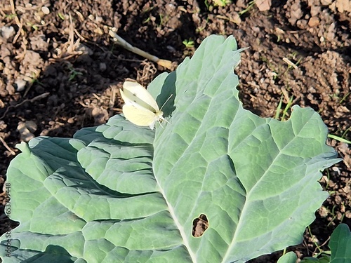 Kleiner Kohlweißling auf Kohlblatt - Schmetterling - Pieris rapae