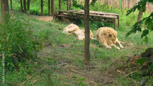 Two lions lie on grass in the zoo enclosure. One lion sleeps on his back, the second lies and washes licking paw. Kings of beasts in captivity rest on a bright summer sunny day. Animal king - big cat photo