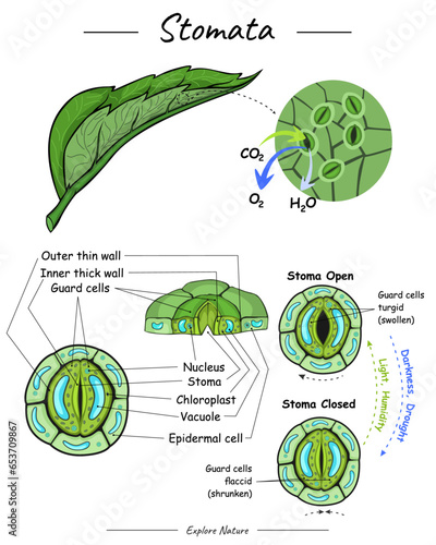 Stomata function and illustration