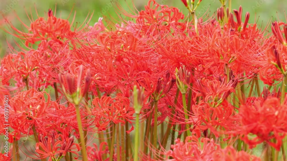 Red spider lily or cluster amaryllis flowers in the garden, Autumn or fall background, Higanbana Red spider lily or cluster amaryllis flowers in the garden, Autumn or fall background, Higanbana