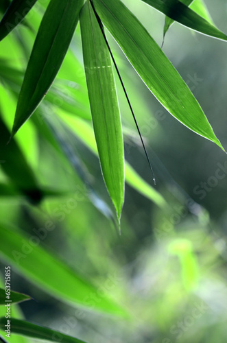 Bamboo leaves with blur background