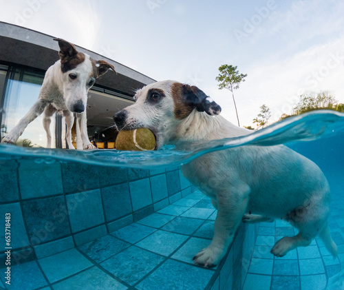 Dogs playing in the water