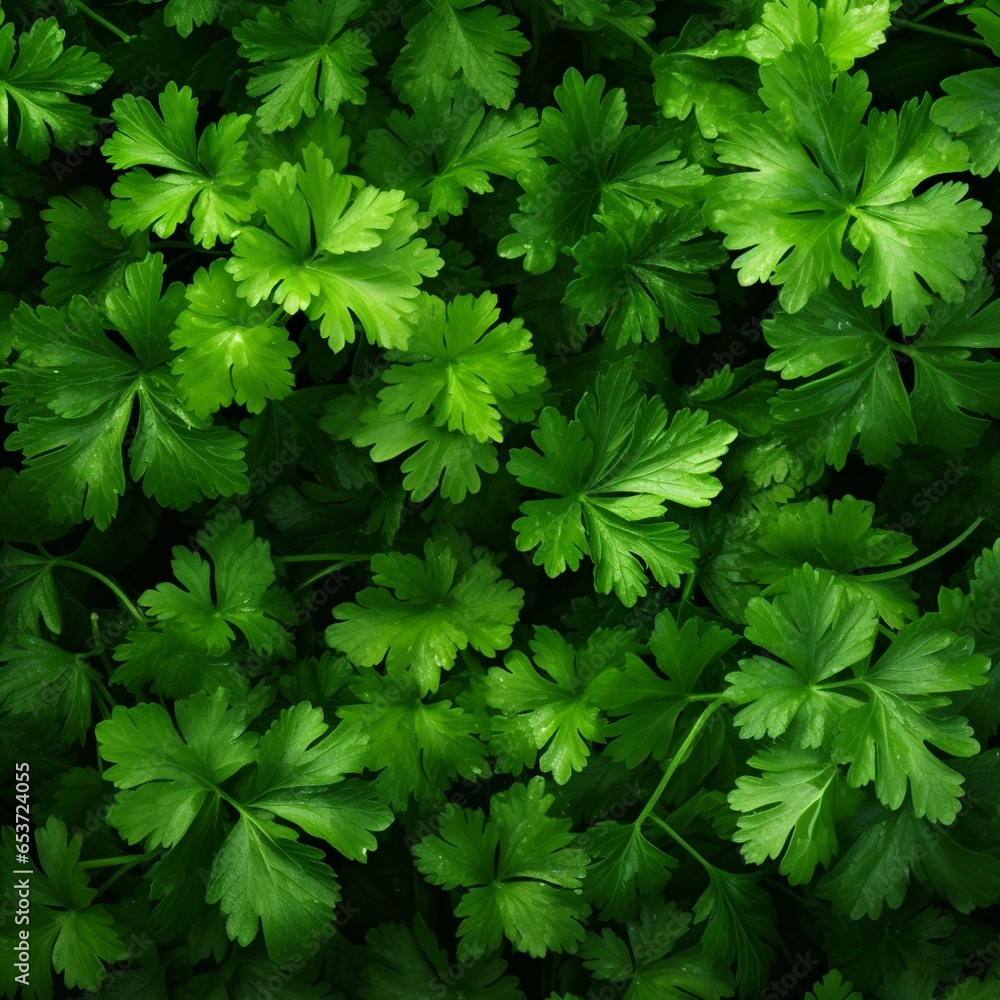 Green parsley for sale at a farmers market Green parsley for sale at a farmers market