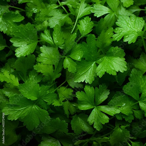 Green parsley for sale at a farmers market 