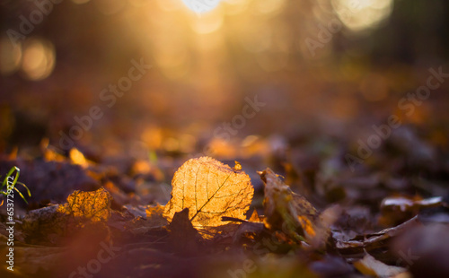 fallen golden leaf in the park through which sunlight shines through against the background of bokeh in autumn