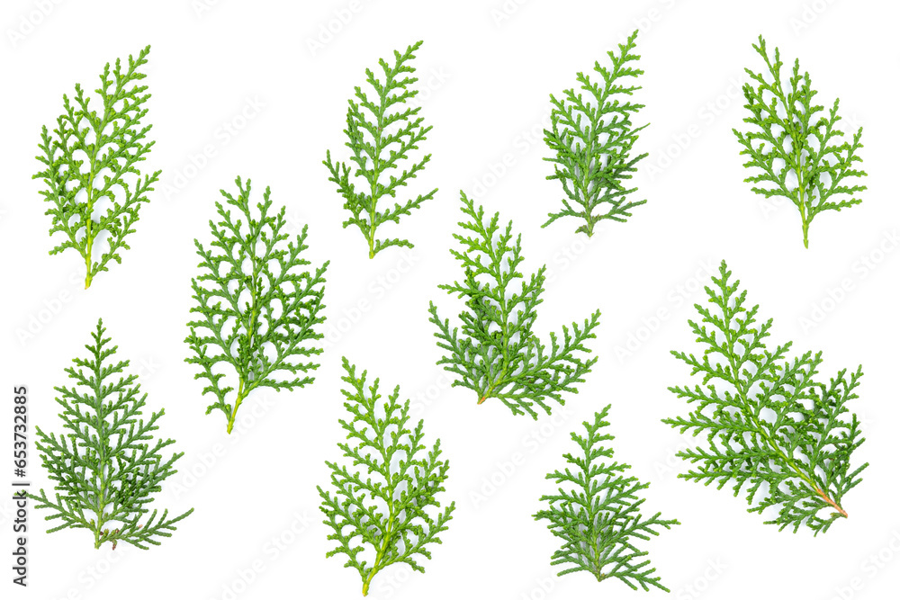 Thuja orientalis leaves foliage fragment. Isolated on White. Branch of green thuja on a white background with shadow. Item for packaging, design, mockup and scene creator. - obrazy, fototapety, plakaty 