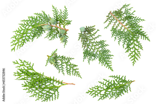 Thuja orientalis leaves foliage fragment. Isolated on White. Branch of green thuja on a white background with shadow. Item for packaging, design, mockup and scene creator. photo