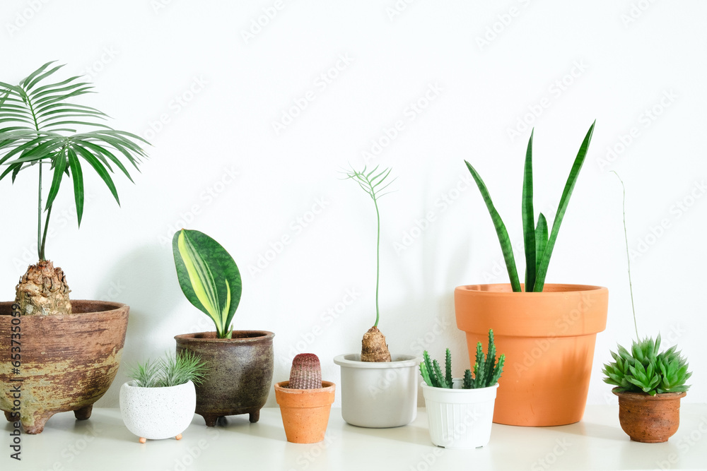 group of plants in room 