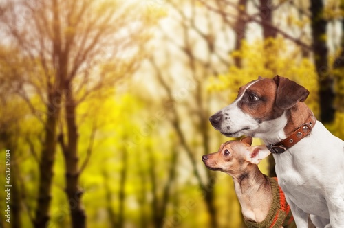 Beautiful smart dogs pets outdoor © BillionPhotos.com