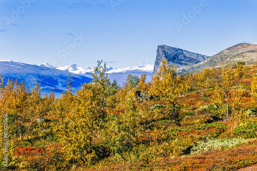 Mountain birches in beautiful autumn colors on the mountain at Sareks National Park in Sweden photo