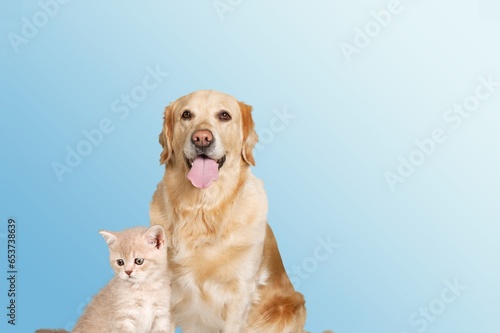 Fototapeta Naklejka Na Ścianę i Meble -  Happy young dog and cat pets