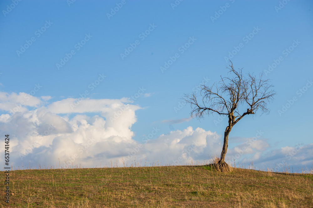 Single tree on a hill with blue sky and clouds in the background