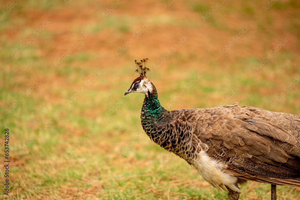 peacock female bird on Lokrum island head close up peacock female bird on Lokrum island head close up