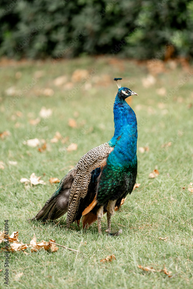 Obraz premium beautiful male peacock bird close up head shots on Lokrum island