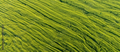 Aerial view of agricultural scenery