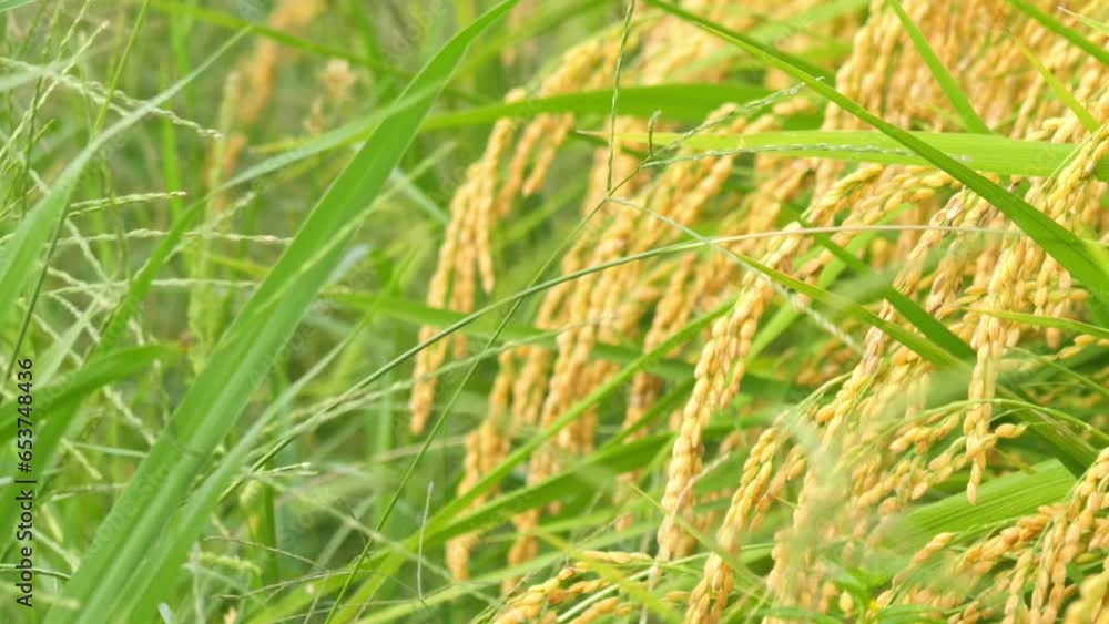 Landscape of rice paddies with rice paddies swaying in the wind Landscape of rice paddies with rice paddies swaying in the wind