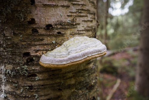 Hoof fungus or tinder fungus (Fomes fomentarius) in close up photo