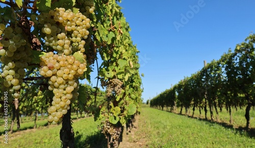 Ribolla Gialla grape hanging on vine at the beginning of vineyard row in September	