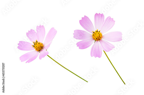 Set of pink cosmos flowers ...