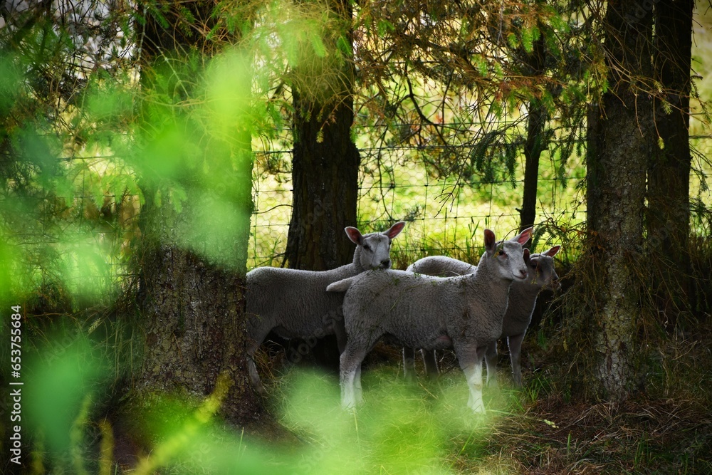 Fototapeta premium Sheep in the woods