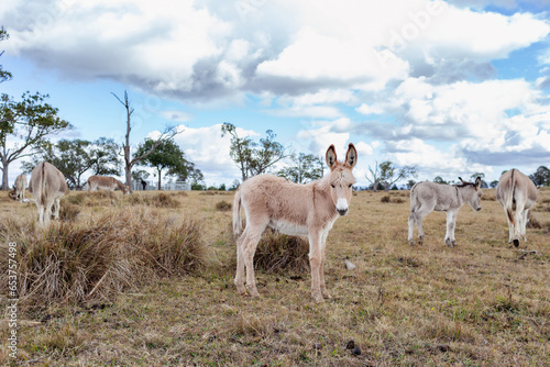 Portrait of a donkey foal in paddock with adult rescued donkeys behind photo