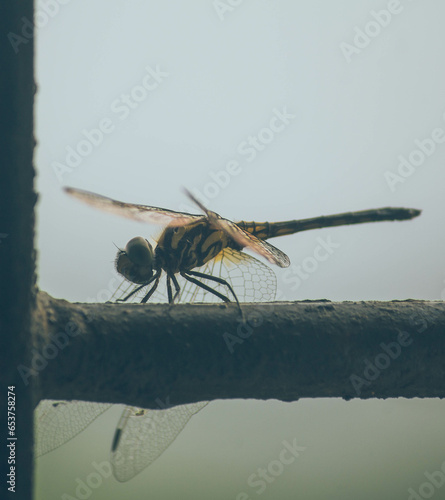 Yellow-tailed Ashy Skimmer or Common Chaser, a medium sized dragonfly, sitting on a metal window rod with the sky in the background photo