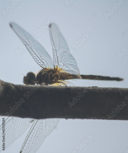 Yellow-tailed Ashy Skimmer or Common Chaser, a medium sized dragonfly, sitting on a metal window rod with the sky in the background photo